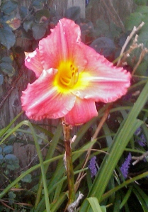 Long after all the other day lilies were done and gone, this one, last one appeared, bright as a new penny, on Labor Day. It was as if it was saying, "Thanks for the memories and a great, beautiful summer!"
